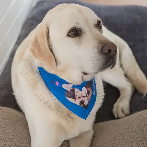 Hundehalstuch weiß mit Klettverschluss inkl. Veredelung